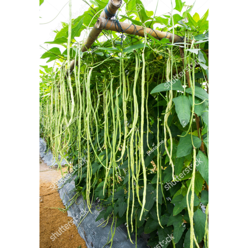 PDG Benih Bibit Kacang Panjang Unggul