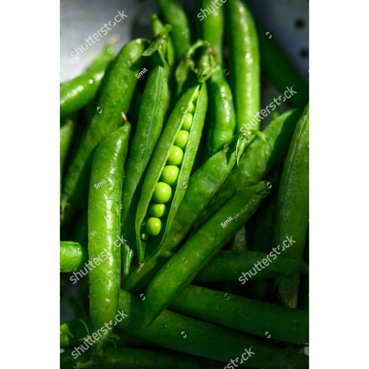 Biji Benih Bibit BIBIT BENIH kacang polong