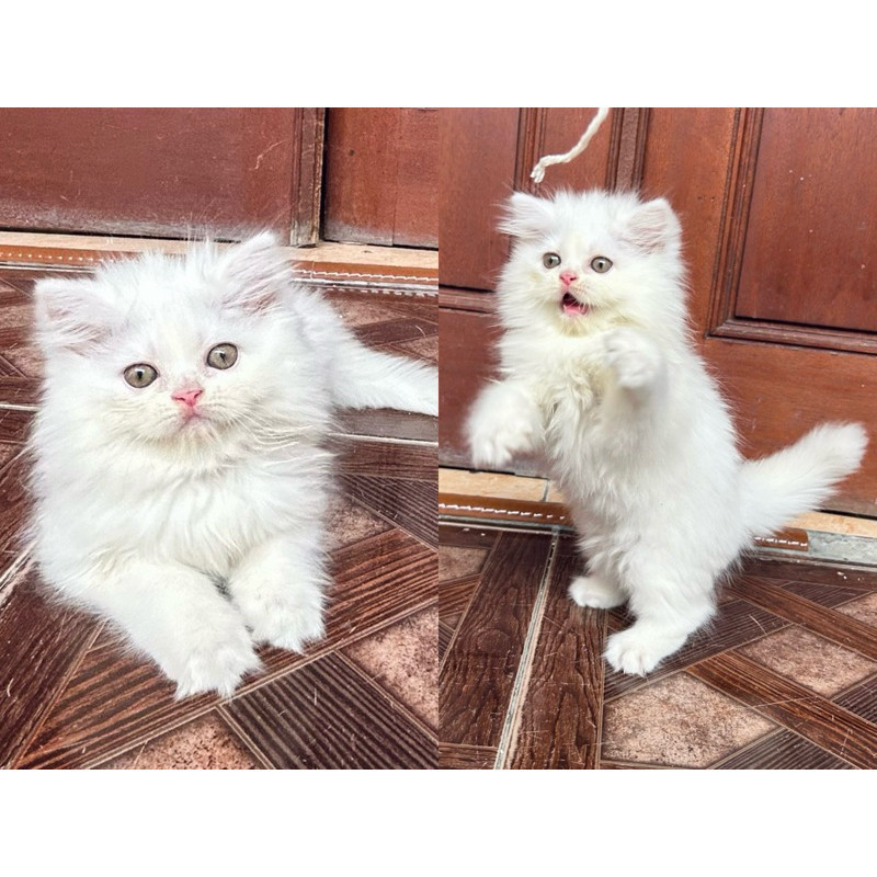Kucing Persia Putih Bulu Kapas/Kucing Persia umur 2 bulan/Kucing Persia White