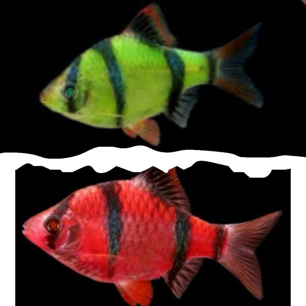 Hobi Sumatra glowfish Tiger ISI 10 akas pol