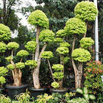 tanaman hias anting putri/pohon anting putri bonsai anting putri