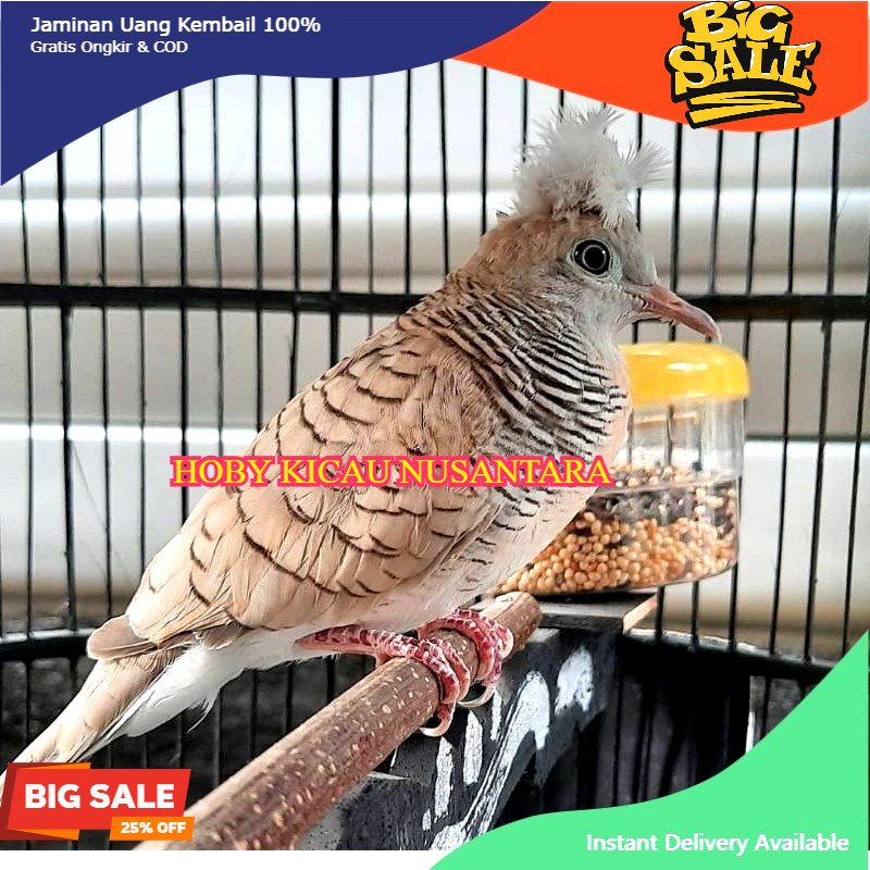 Burung perkutut songgoratu silver dewasa gacoran