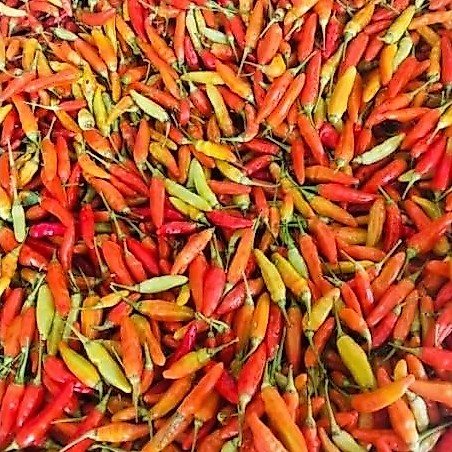 cabe rawit ORI setan 1kg