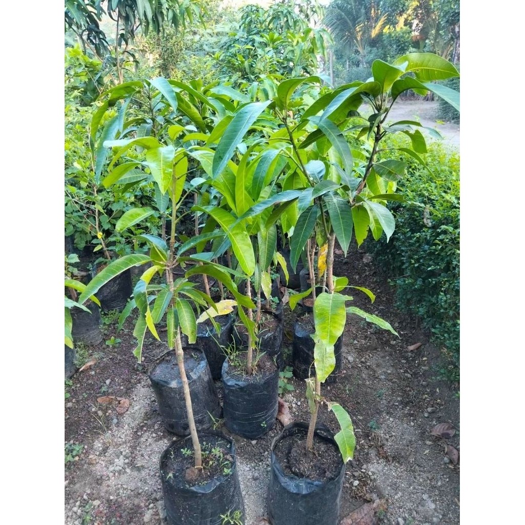 mangga yuwen seri 6 original valid hasil okulasi tanaman mangga yuwen seri 6 hasil okulasi cepat ber