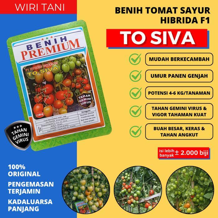 (±2.000 Biji) Benih Bibit Tomat Hibrida F1 Tahan Virus TO SIVA Benih Premium | Tomat Tahan Layu, bua