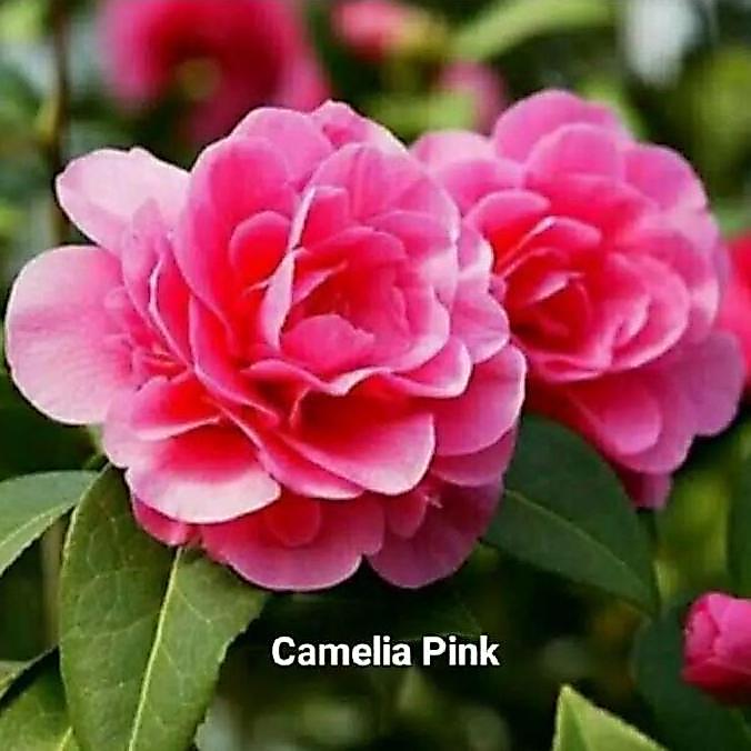 Promo Benih Bibit Tanaman Bunga Camelia Ungu Melambangkan Penyatuan Kekasih Dengan Petal Halus Dan K