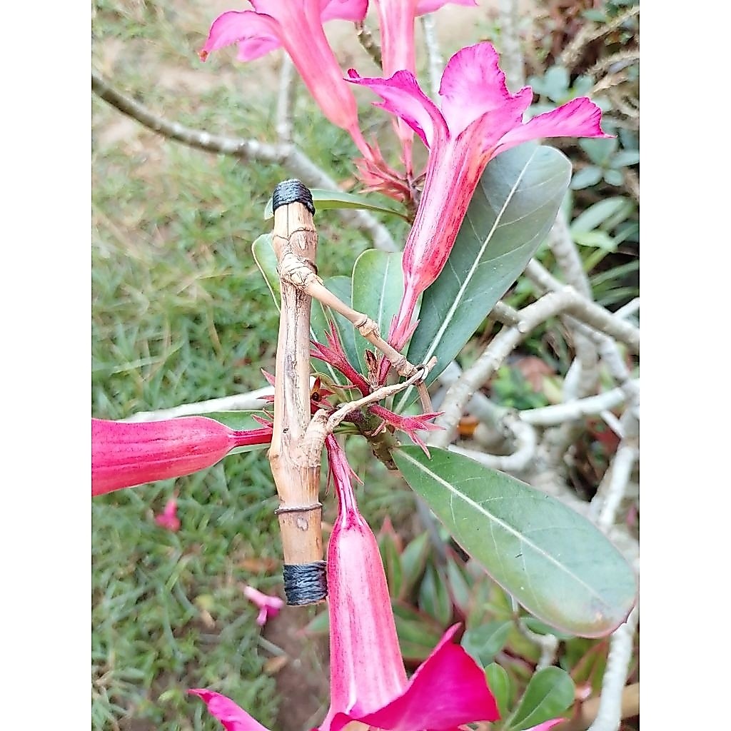bambu unik petuk jalu asli