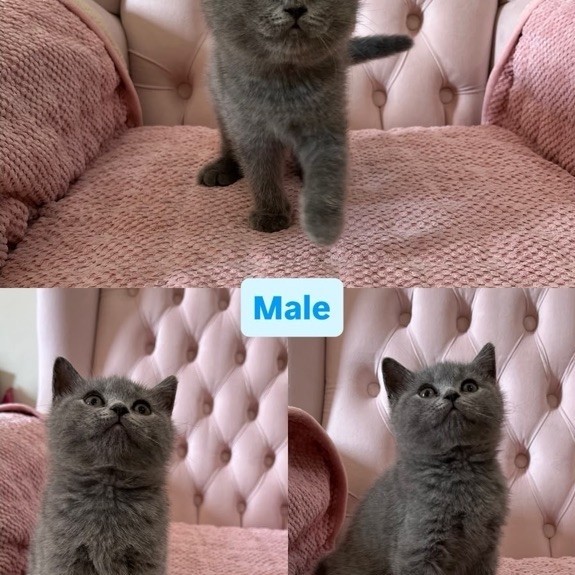 British Shorthair Kitten 3 Month anak kucing british shorthair pure race