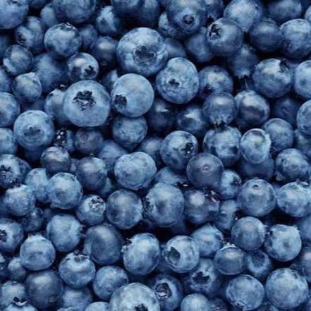 Blueberry Pack - Kemasan Buah Blueberry Segar untuk Konsumsi Sehari-hari