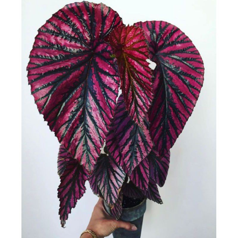 TANAMAN HIAS BEGONIA REX WALET//BEGONIA WALET