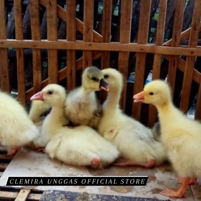 Anakan Soang / Anakan Angsa / Anak Soang / Anak Angsa - Harga Perekor