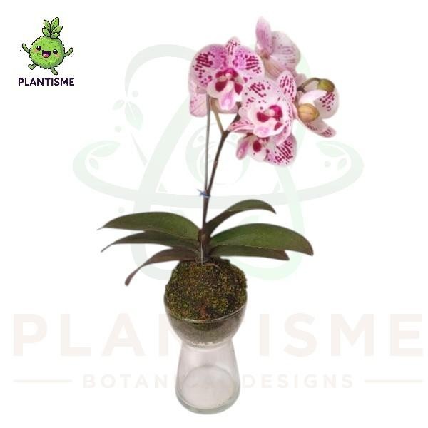 Sip & Dip – Bola Lumut Anggrek Bulan Mini Phalaenopsis Amabilis Dalam Vas Kaca Dekorasi