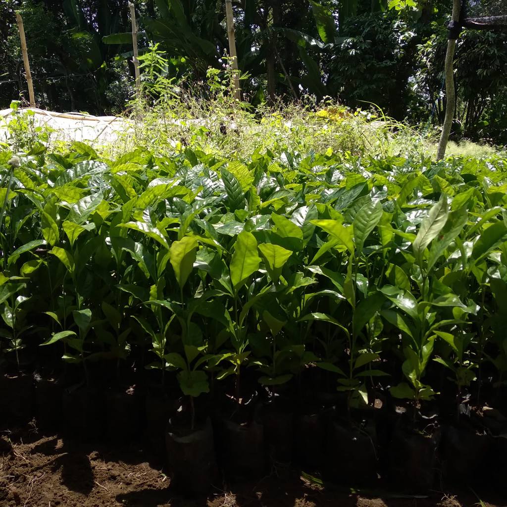 Terbaik Bibit tanaman buah kopi robusta