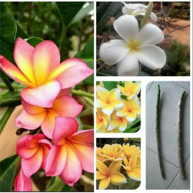 Bibit stek kamboja bali/pohon kamboja bali