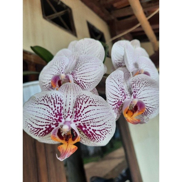 Anggrek Bulan Jumbo Putih totol