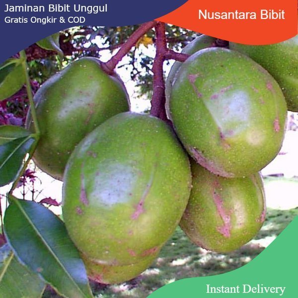 Bibit buah kedondong | Berbuah di dalam Pot | Bibit Cangkok | jaminan cepat Berbuah