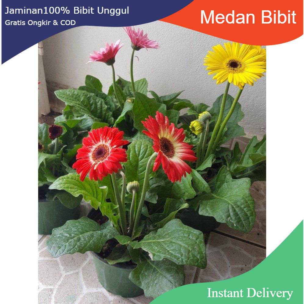 Bunga Herbras /Tanaman Hias