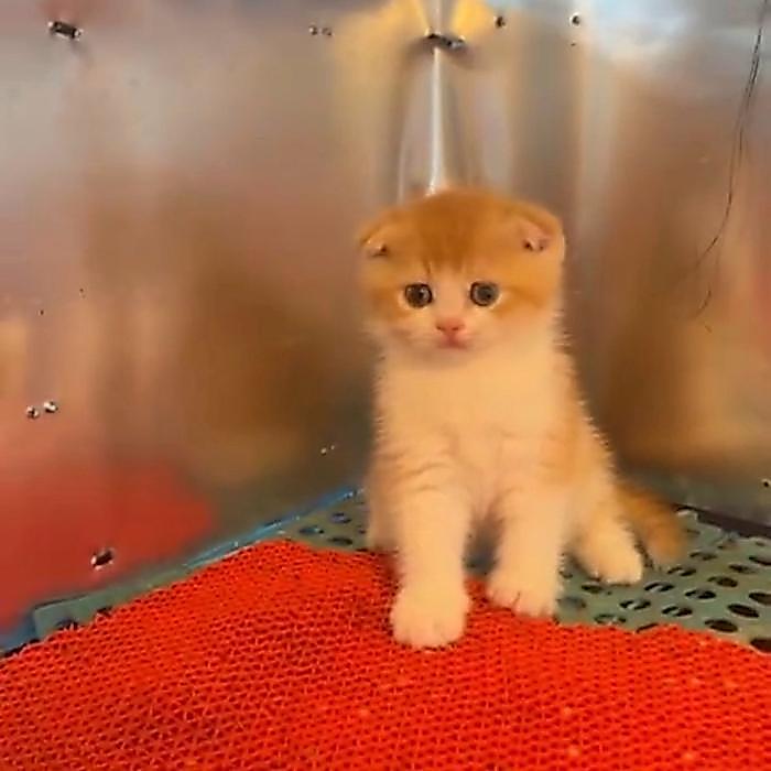 Kucing Scottish Fold Kitten dengan Bulu Lembut dan Mata Unik untuk Peliharaan Anda - Kitten Jantan B