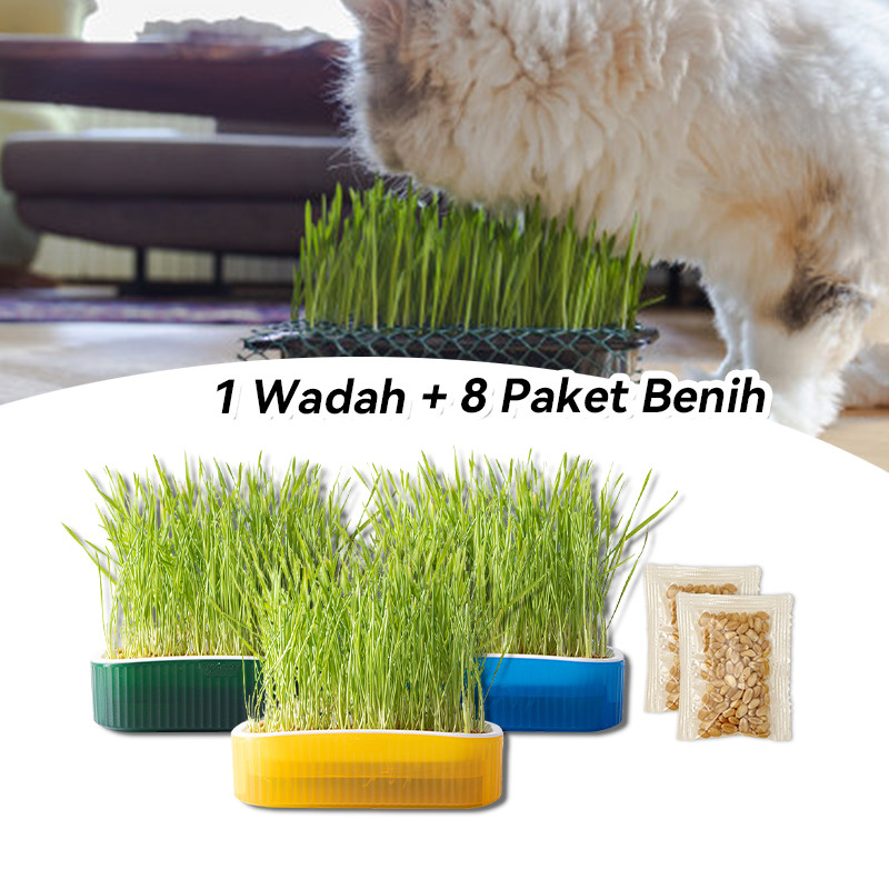 Rumput Kucing Kit Penanaman Benih Rumput Kucing Rumput Gandum Kualitas Tinggi
