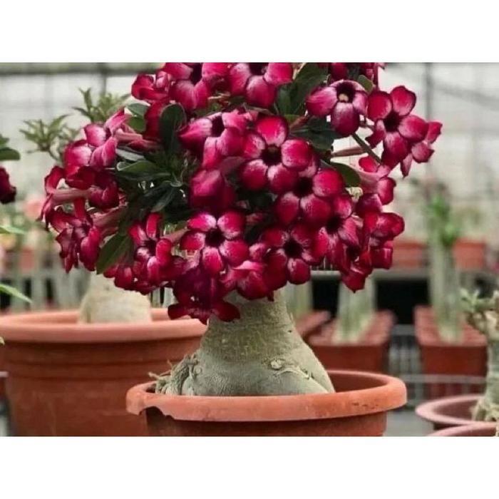 NEWBAHAN BONSAI-ADENIUM KAMBOJA JEPANG BUNGA TUMPUK//BUNGA MAROON - BUNGA HIAS ADENIUM - BUNGA HIDUP