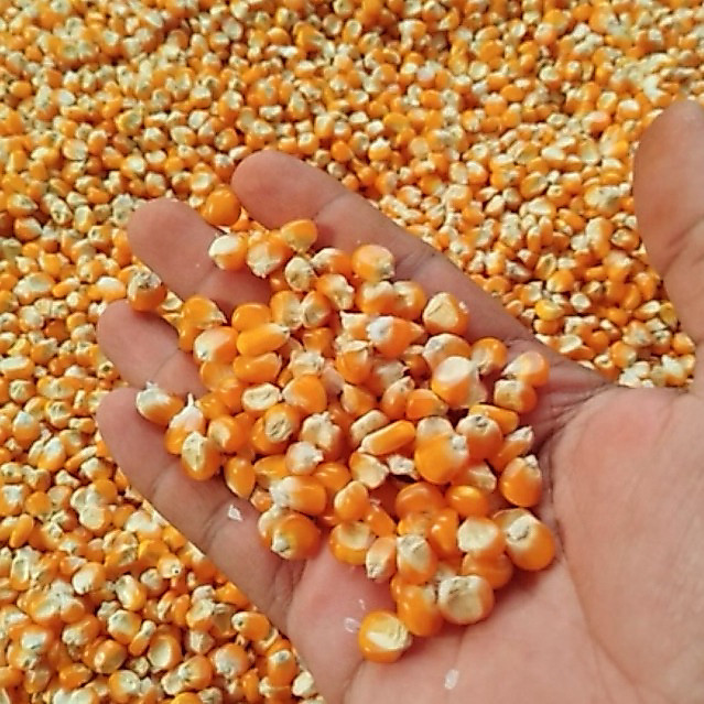 Jagung pipil / jagung kering jagung kering 1kg jagung kering jagung pipil kering untuk pakan burung 