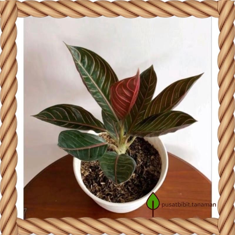 Bibit bonggol Aglonema Red sumatra bibit aglonema murah