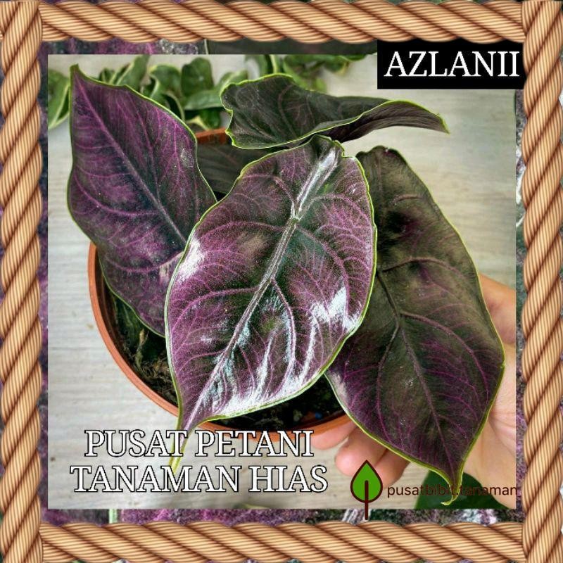 Tanaman hias Alocasia Azlani bibit Bonggol