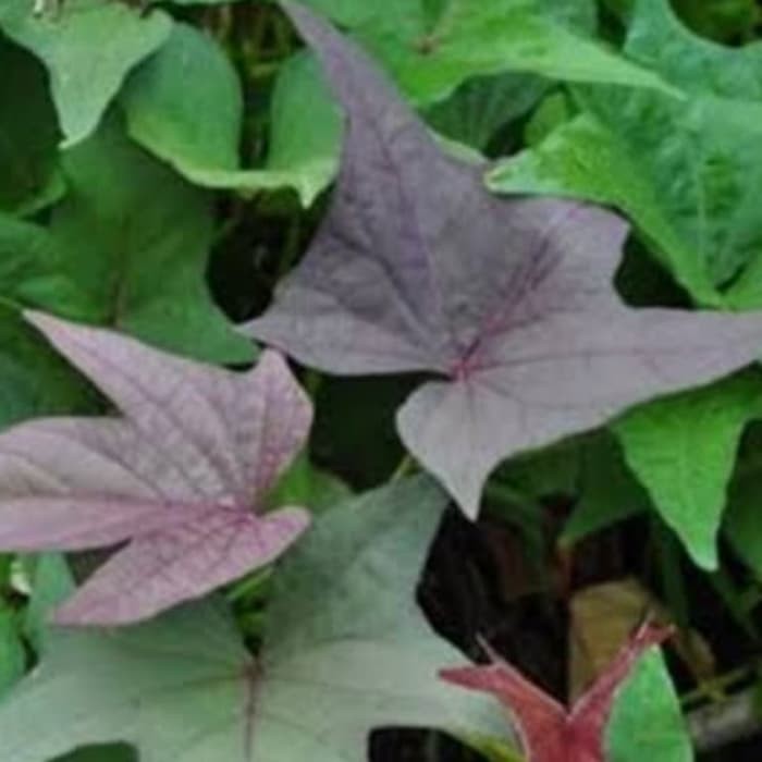 Daun umbi jalar ubi jalar umbi ungu segar 200 gram