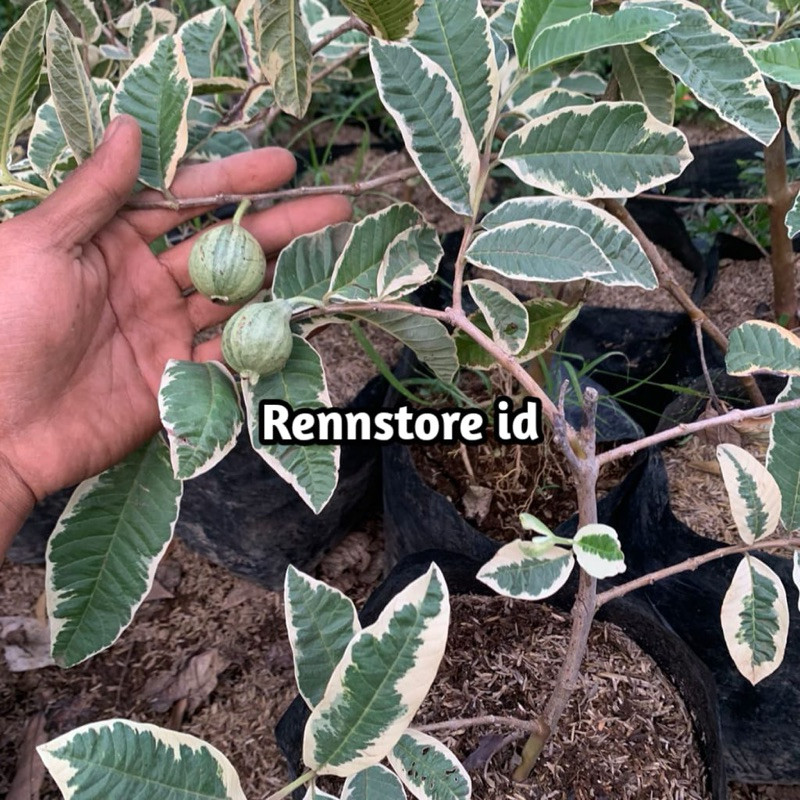 Bibit Jambu Kristal Varigataa Tanpa Biji Cangkok Sudah Berbuah