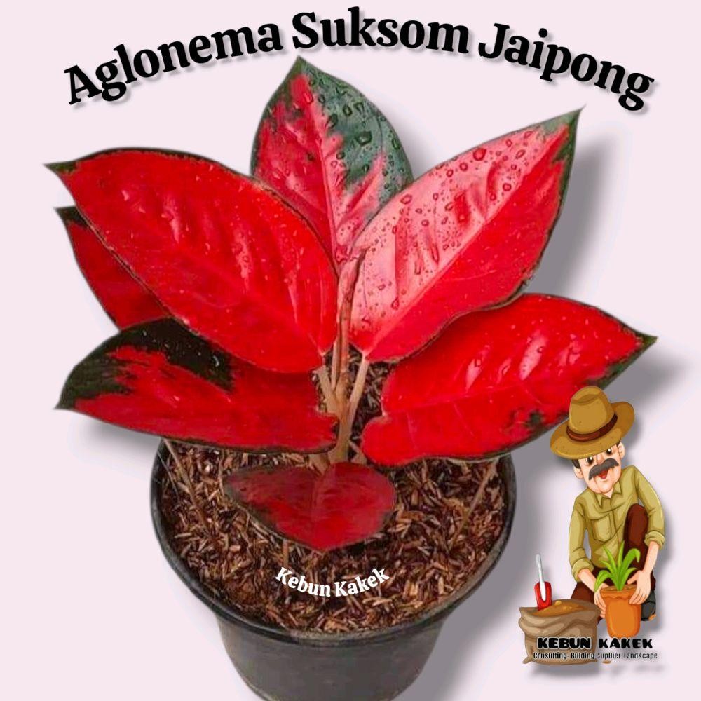 Aglonema Suksom Jaipong / Tanaman Hias Aglonema Suksom / Bibit Aglonema Suksom Jaipong