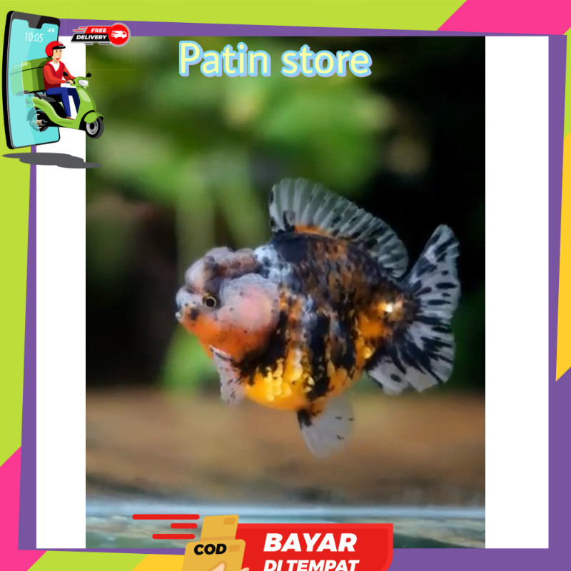 Koki OST TIGER Jambul