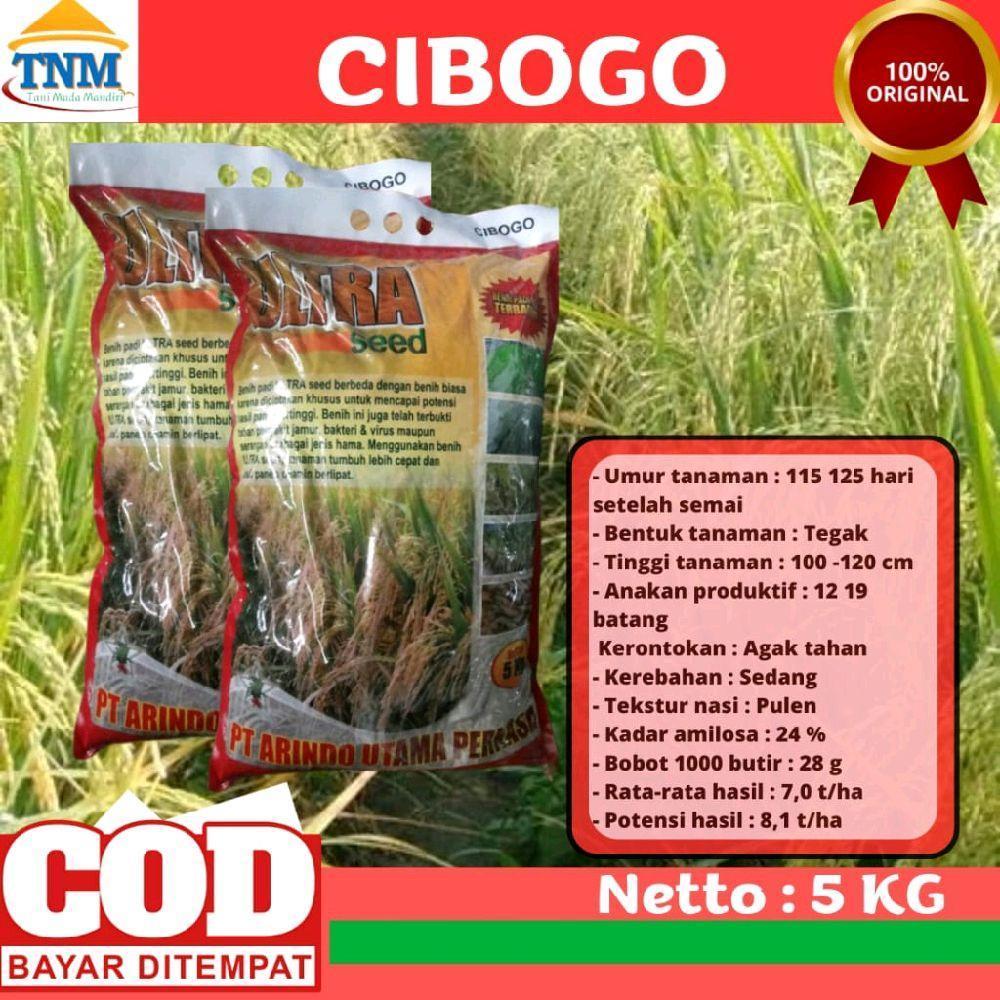 (1KG) BIJI PADI CIBOGO BIBIT PADI UNGGUL KEMASAN Hijau Tanaman Daun Kuning benih mapan 05 asli