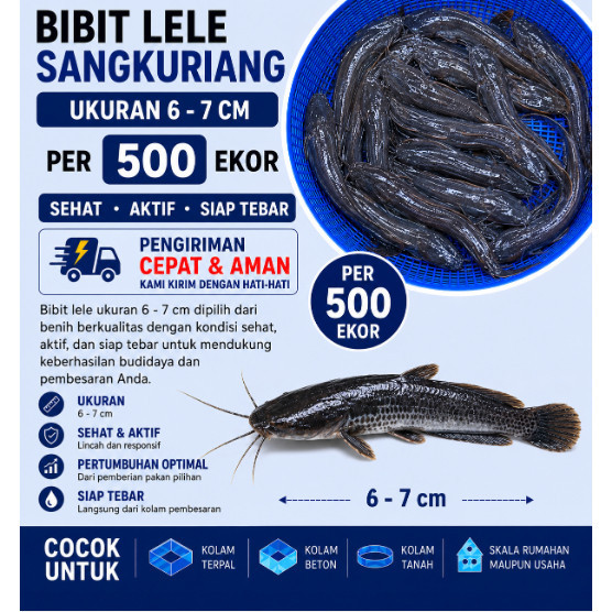 Bibit Lele Sangkuriang Ukuran 6–7 cm Per 500 Ekor | Benih Lele Sehat Berkualitas Unggul Siap Tebar/ 