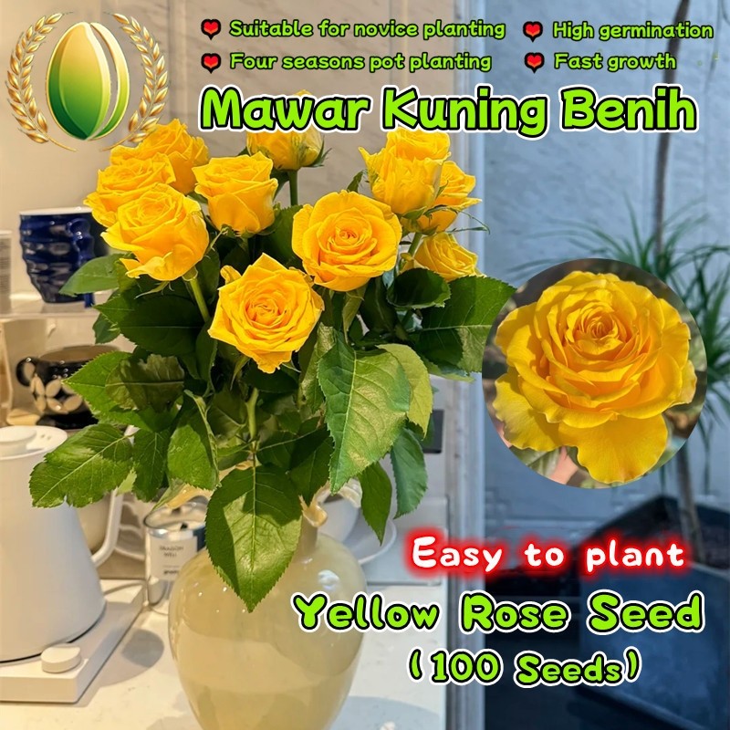 100 Biji Benih Mawar Kuning Wangi Untuk Menanam Bunga Mawar, Tanaman Bunga Mawar Kuning Yellow Rose 
