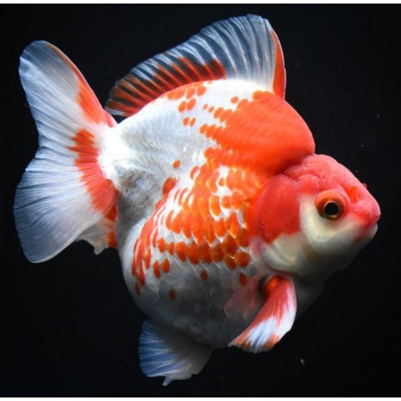 Ikan Hias Mas Koki Ryukin 10 cm Redwhite Punuk Unta Grade High Quality rw