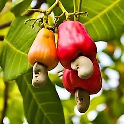 bibit jambu mente / jambu monyet