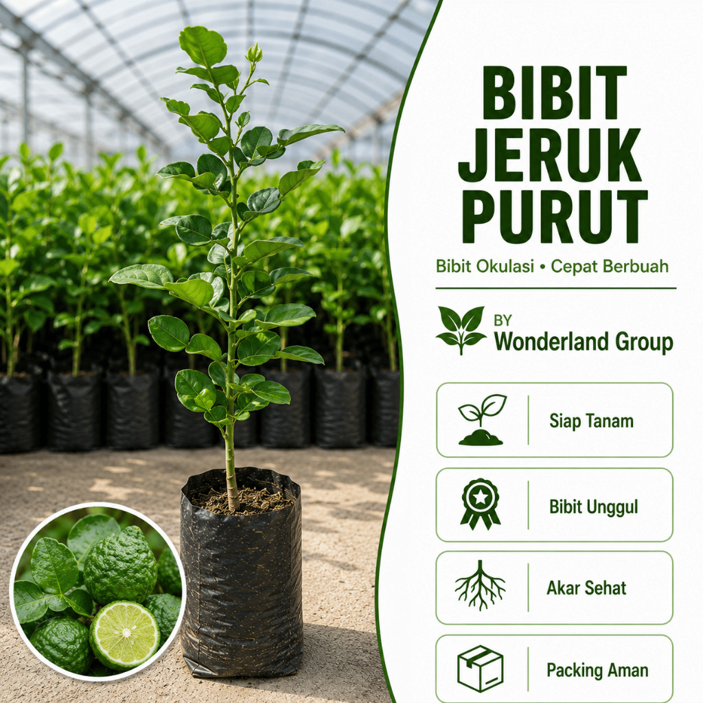 Bibit Tanaman Jeruk Purut Unggul - Hasil Cangkok/Okulasi Cepat Berbuah & Beraroma Kuat