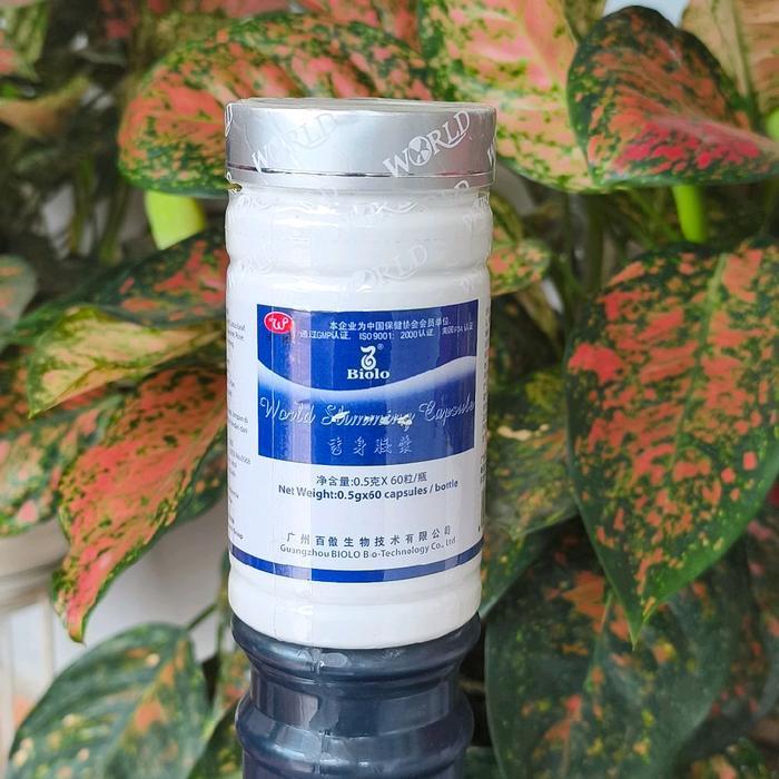 Wsc BIOLO ASLI ISI 60 halal