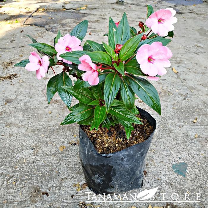 Bunga Pacar Air Impatiens Wallerina pink