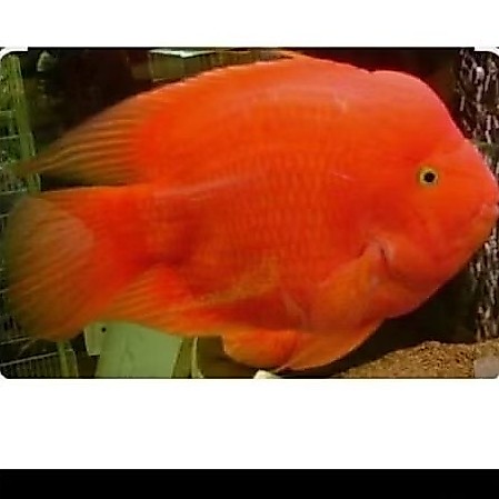 kingkong parrot red  3-5cm