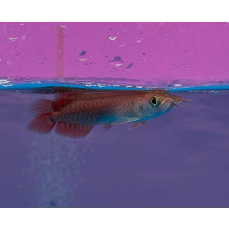 Ikan Arwana Super Red 10-12 Cm + Sertifikat Chip | Good Quality