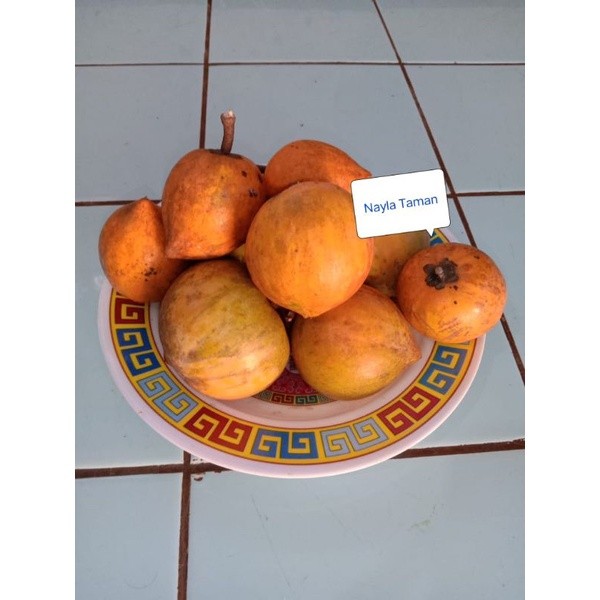 500 gram Sawo mentega-buah alkesa sawo mentega