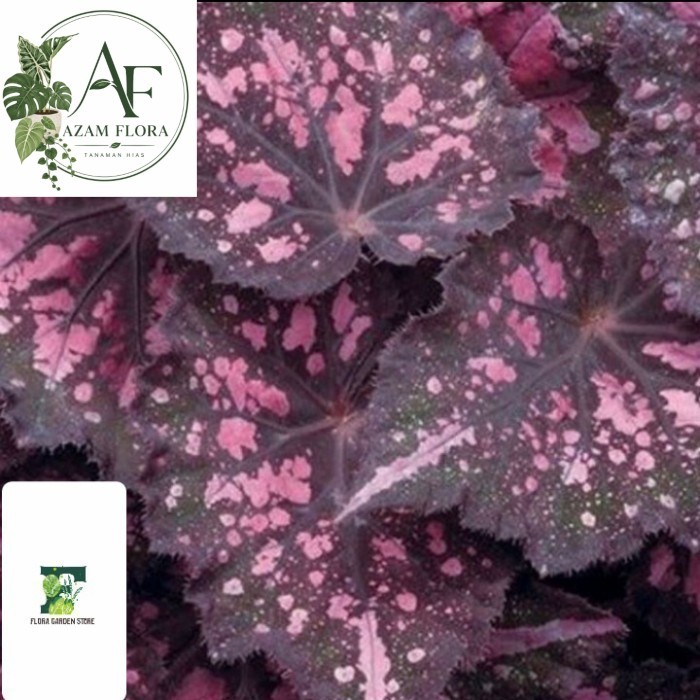 ~ Tanaman hias Begonia Rex Satin - Begonia Rex ungu - Begonia hias