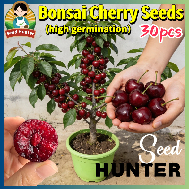 100% Authentic 30pcs Bonsai Cherry Seeds for Planting Fruit Trees Dwarf Cherry Tree Plant Seeds Grow