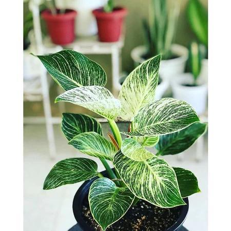 Tanaman Hias Philodendron Birkin / Tanaman Philo Birkin