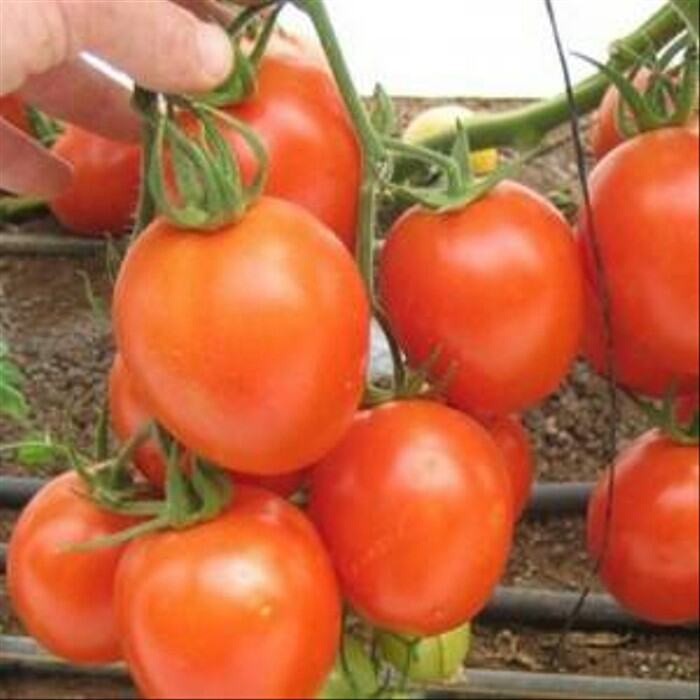 Biji Benih Tomat Hibrida Repack (300 Biji)