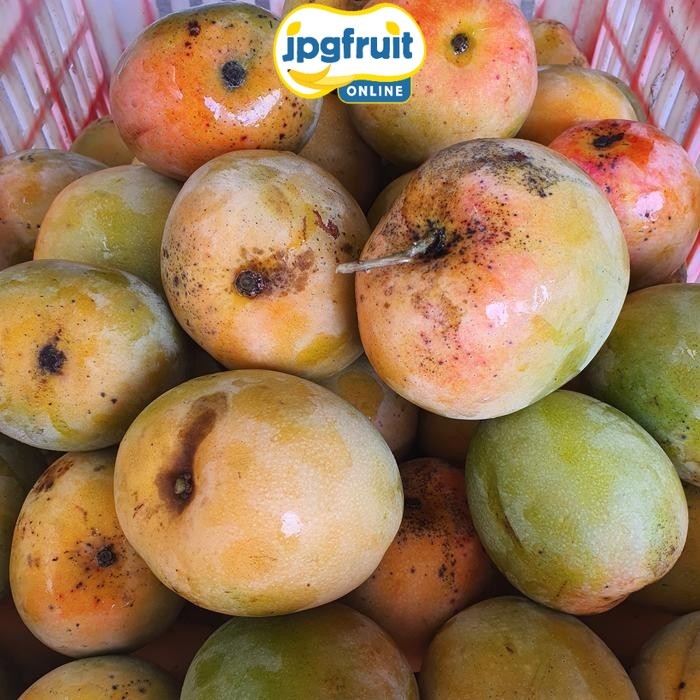 MANGGA GEDONG GINCU ASLI 1KG SEGAR