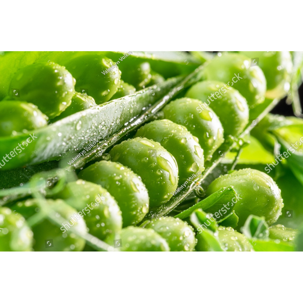 BDG BIBIT BENIH kacang polong