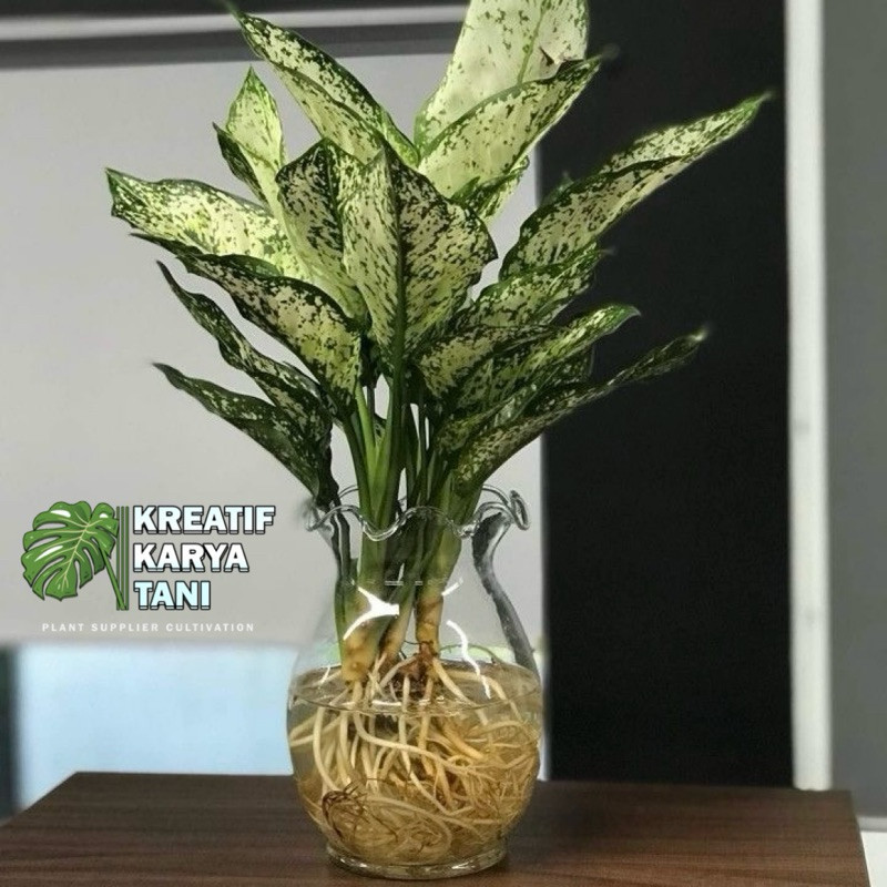 Tanaman aglonema snow white - Aglonema snow white