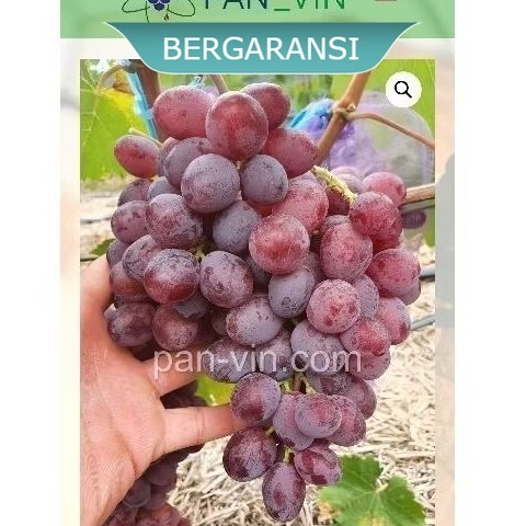 Bibit anggur stroberry RS import - CHETOZ